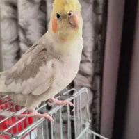 عروس هلندی نرو ماده اماده تخم گذاری