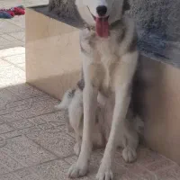 واگذاری سگ هاسکی