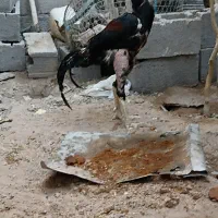 فروش خروس لاری