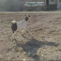 بز افغانی|حیوانات مزرعه|سیوان, |دیوار