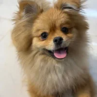 پامر خرسی اصلی ۵ ماهه