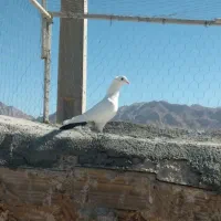 کفتر فروشی|پرنده|قائن, |دیوار