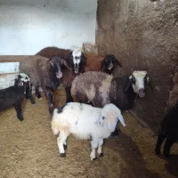 خر ماده با کره