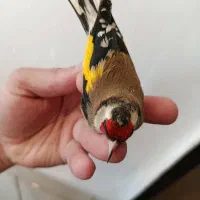 سهره|پرنده|سیرجان, |دیوار