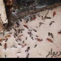 سمپاشی سوسک وساس سم پاشی کک وکنه و انواع حشرات