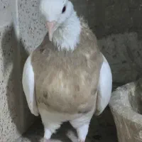 کبوتر طوقی|پرنده|پاکدشت, پاکدشت (مامازند)|دیوار