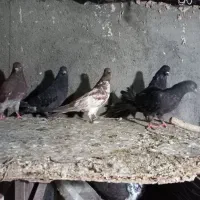 کفترگرفتنی از شهرستان|پرنده|قم, نیروگاه|دیوار