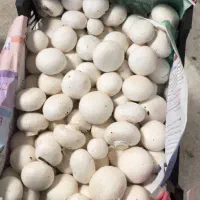 پخش قارچ|خوردنی و آشامیدنی|تربت جام, جامرود|دیوار