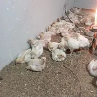 جوجه 17روزه ماشینی