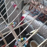 قناری ماده به جای نر گرفته بودم