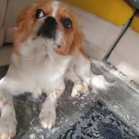 شیتزو سوپر فلت|سگ|شیراز, کیان آباد|دیوار