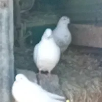 کبوتر خانگی