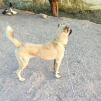 سگ کانگال نر ۷ماه اصل