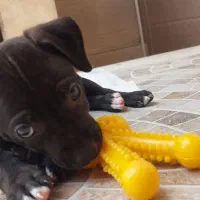 واگذاری پیتبول