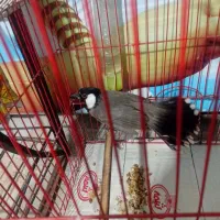 سهره و مرغ عشق معاوضه