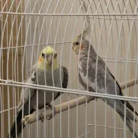 عروس هلندی نر و ماده|پرنده|تهران, بروجردی|دیوار