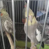 عروس هلندی