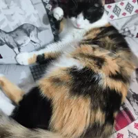 گریه میکس همیالین DSH