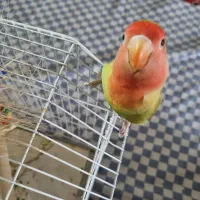 این طوطی بریزیلی گم شده|پرنده|شیراز, سینما سعدی|دیوار