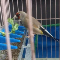 سهره ماده کرمونی