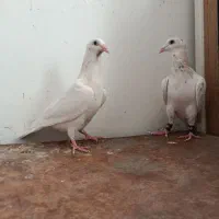 کبوتر جوجه سارکله هما کرمونی