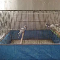 مرغ عشق|پرنده|قم, بنیاد|دیوار