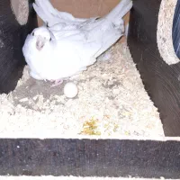 عروس هلندی مولد معاوضه با قناری