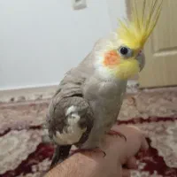 عروس هلندی