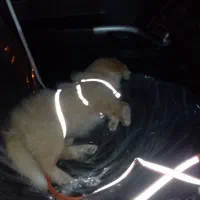 پامر اشپیتز واکسن زده،شناسنامه دار|سگ|مشهد, رستگار|دیوار