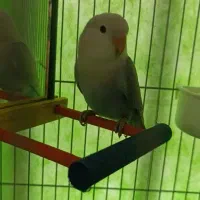 طوطی کوتوله