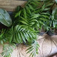 گل طبیعی|گل و گیاه طبیعی|شهرکرد, |دیوار