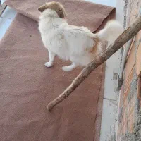 فروش توله سگ پا کوتاه