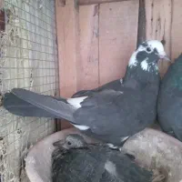 کفتر با جوجه|پرنده|قم, ولیعصر|دیوار