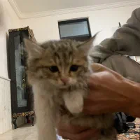 واگذاری بچه گربه|گربه|سلماس, |دیوار