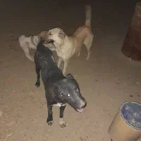 گمشده هرکس پیداش کنه مژدگانی بسیار خوبی بهش میدم