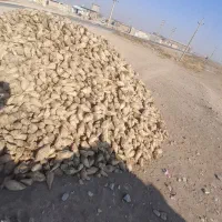 چغندر قند تازه|خدمات باغبانی و درختکاری|بشاریات, |دیوار