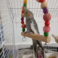 عروس هلندی دوماهه دونخور