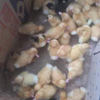 جوجه اردک  دانه ایی۴۰تومن