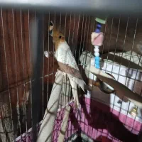 عروس هلندی جفت