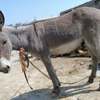 حیوانات|حیوانات مزرعه|چرام, |دیوار
