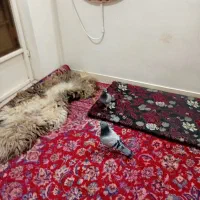 کبوتر پلاکی عراقی