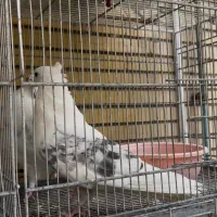 کبوتر شکار ۰۹۱۲ حلقه پابالا برجا جهان پناه سال۹۸