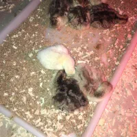 فروش جوجه یک روزه بوقلمون