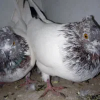 جفت کله ای کلاهی 950