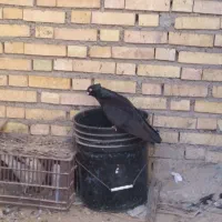 کبوتر زاغ ابادانی|پرنده|شادگان, |دیوار