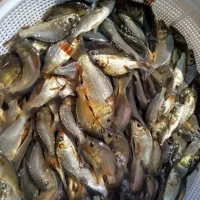 بچه کپور وارداتی اصل مجارستانی