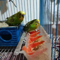 مرغ عشق|پرنده|شوشتر, |دیوار