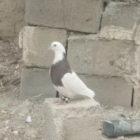 طوقی قرمز خال سیاه دار|پرنده|آشخانه, |دیوار