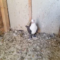 کله سفید|پرنده|بم, |دیوار