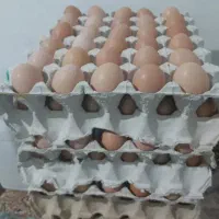 تخم مرغ محلی گلپایگانی|خوردنی و آشامیدنی|تهران, آشتیانی|دیوار